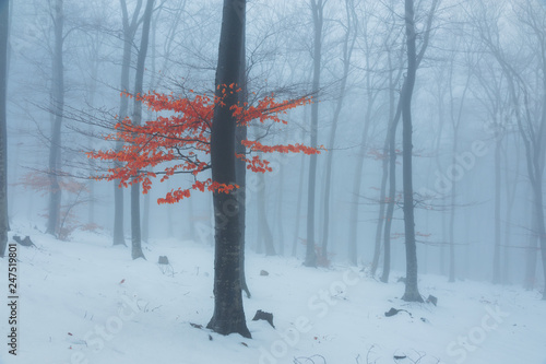 Red leaves tree in winter foggy forest. Snow covered woods © bonciutoma
