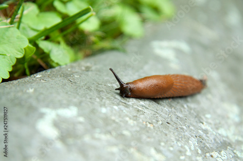 brown slug insect crawling over a gray stone