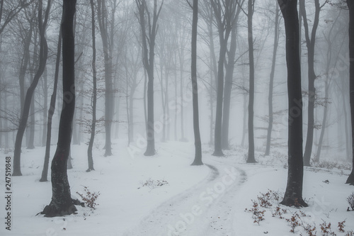 Trail covered in snow in ro...