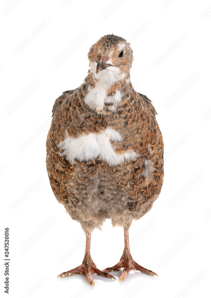 Japanese quail in studio