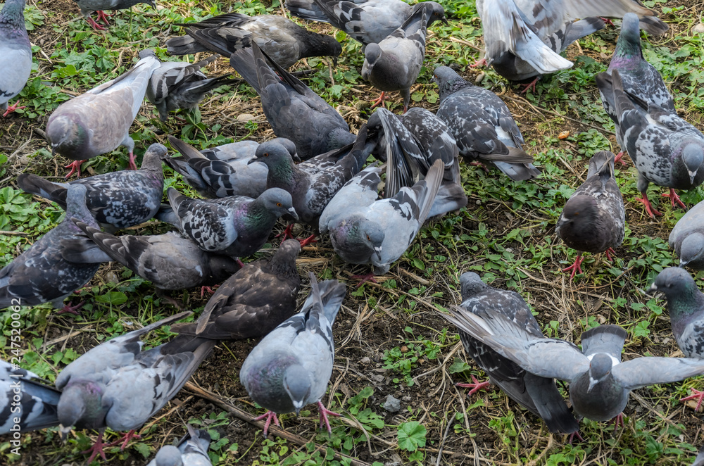 A flock of pigeons eating grass food A flock of pigeons eating grass food
