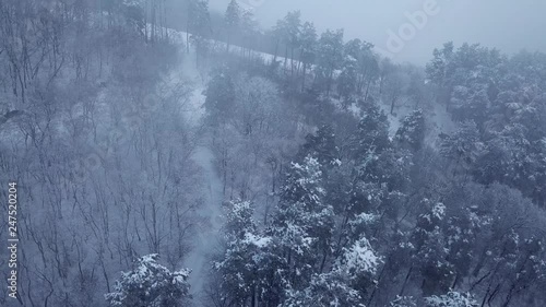 Aerial view. Drone flying sideways and rotating over trees covererd in snow and frost. Foggy forest during cold winter morning photo