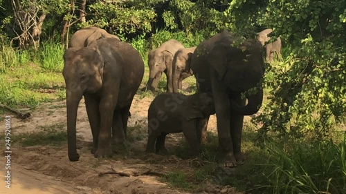 Wild elephants eating grass, Hurulu Eco Park, Sri Lanka.Hurulu Eco Park is a huge area of forest, grassland and lagoons.Its home to wildlife such as leopards, elephants and crocodiles. photo