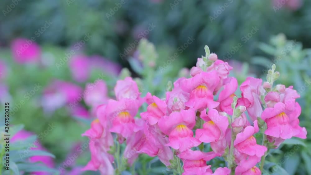 Pink Snapdragon flower and green leaf in snapdragon flower garden at sunny summer or spring day for beauty decoration and agriculture design. Snapdragon flower. Pink Snapdragon flower and green leaf in snapdragon flower garden at sunny summer or spring day for beauty decoration and agriculture design. Snapdragon flower.