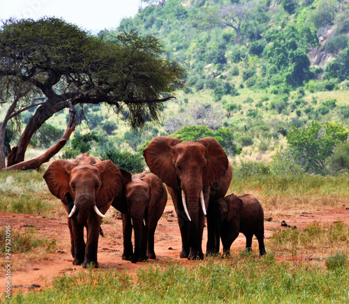 Photography Group of elephants walking, Kenya, Africa