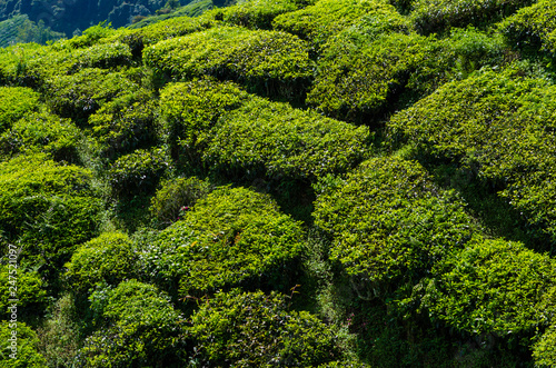 Tea plantation field on mountain of Cameron highland © themorningglory