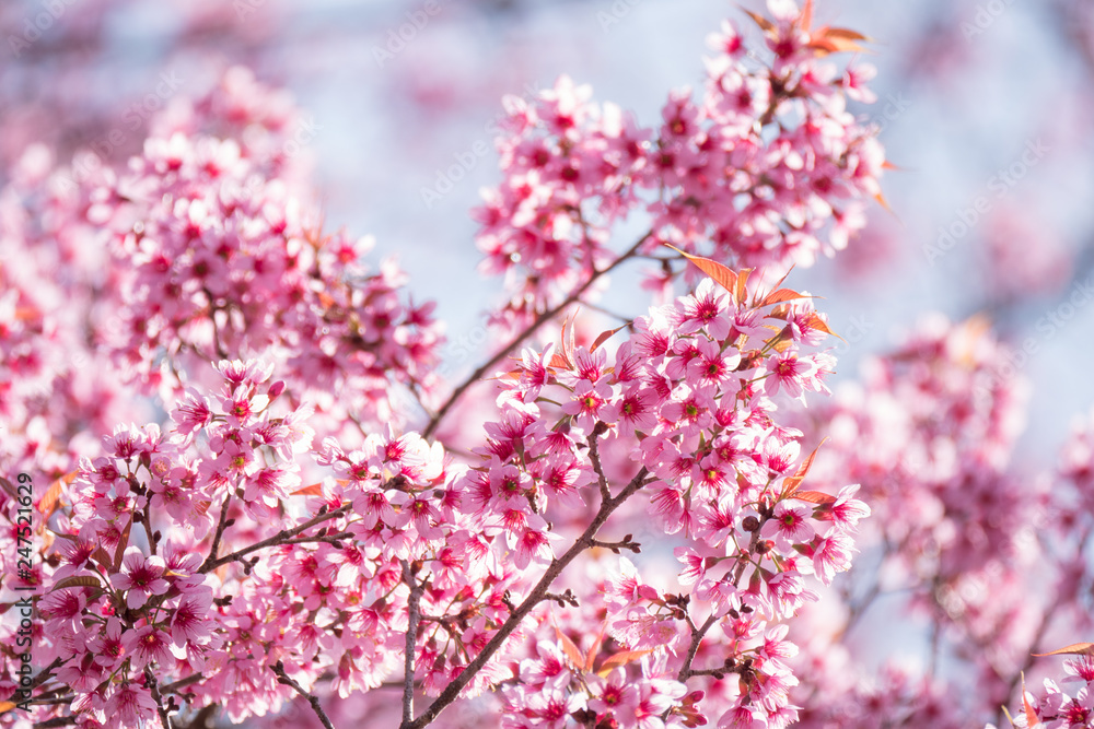 Sakura blossom flowers in spring. Sakura blossom flowers in spring.