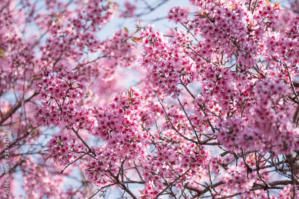 Beautiful spring cherry blossom background.