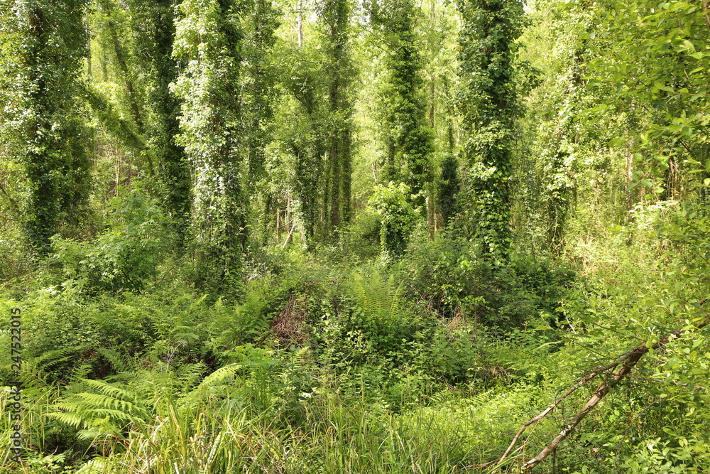 Fototapeta premium Rodiles