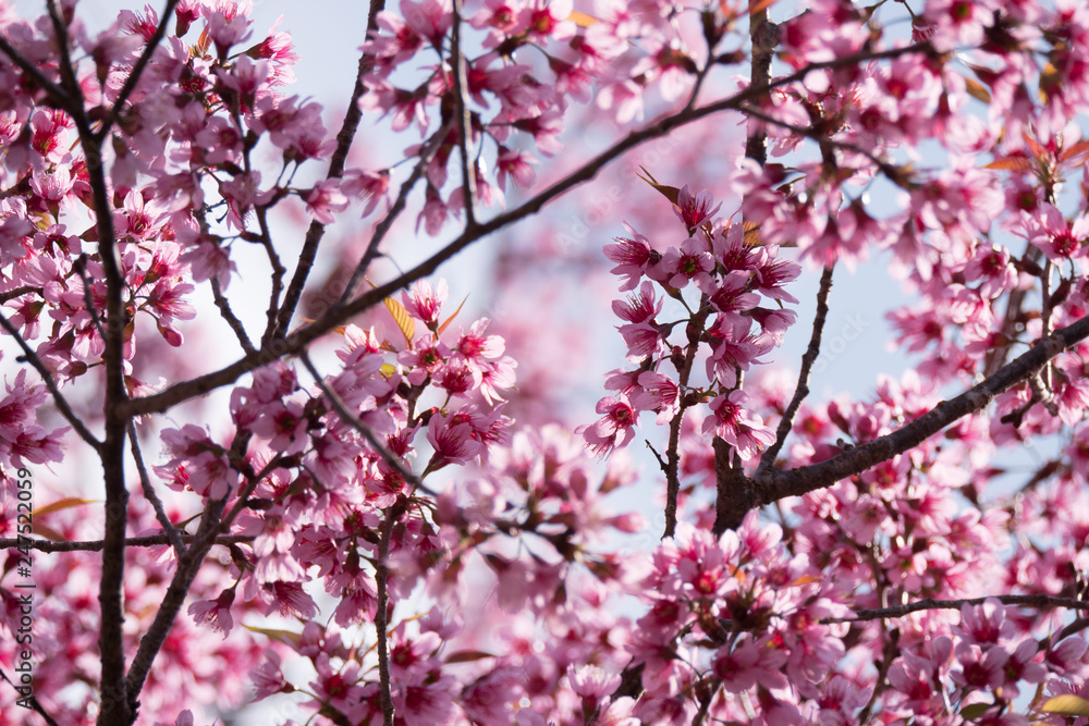 Beautiful pink cherry blossom flowers Beautiful pink cherry blossom flowers