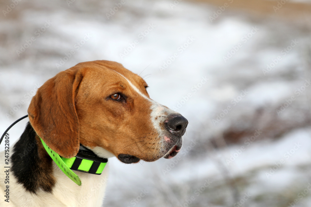 Portrait of a hunting dog with a radio collar