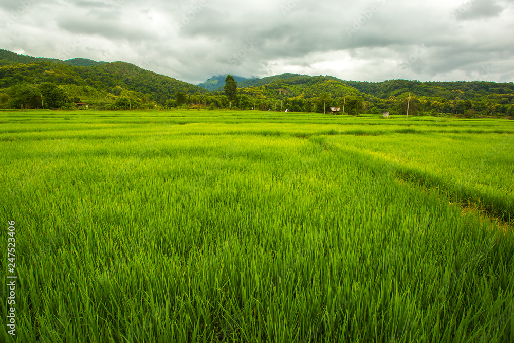 Landscape view of rice field, mountain and clouds sky in countryside thailand. travel at rainy season Landscape view of rice field, mountain and clouds sky in countryside thailand. travel at rainy season