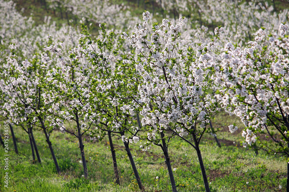 cherry orchard in spring agriculture