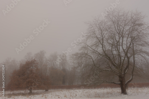 Wallpaper Mural Silhouette of large trees wrapped in haze. Snow covered ground. Morning. Torontodigital.ca
