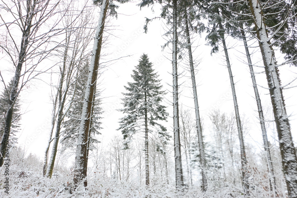 Forest Trees in Winter Forest Trees in Winter