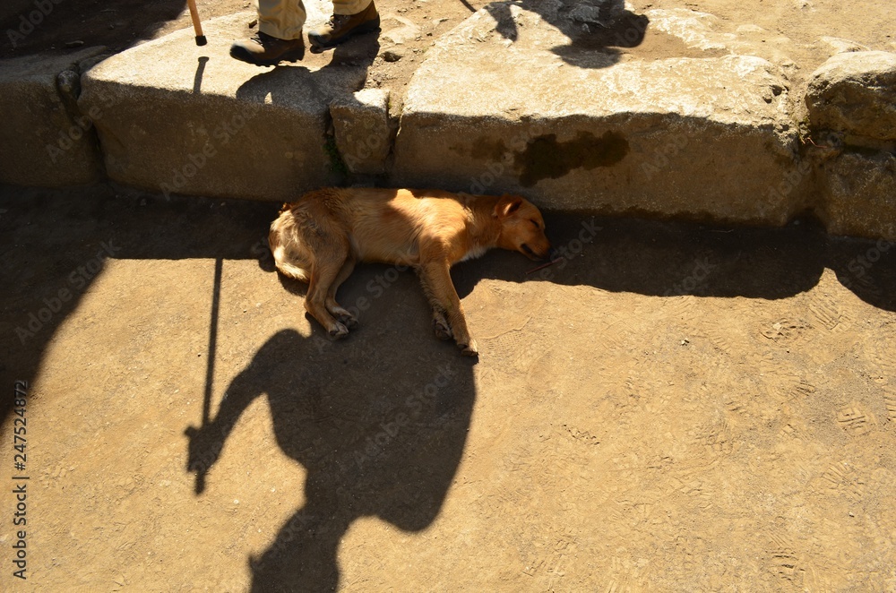 Obraz premium Hund liegt schlafend vor den Füßen von Wanderern.