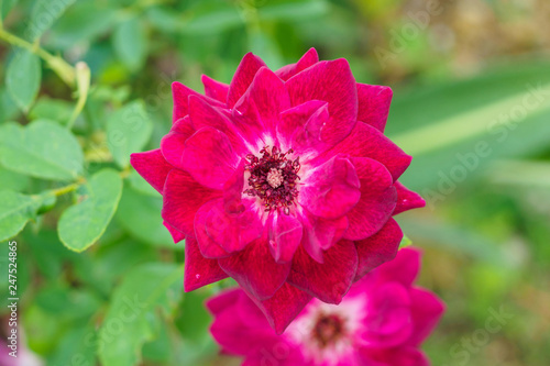 Red roses in the garden © Piman Khrutmuang