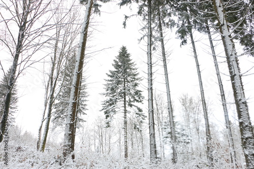 Forest Trees in Winter