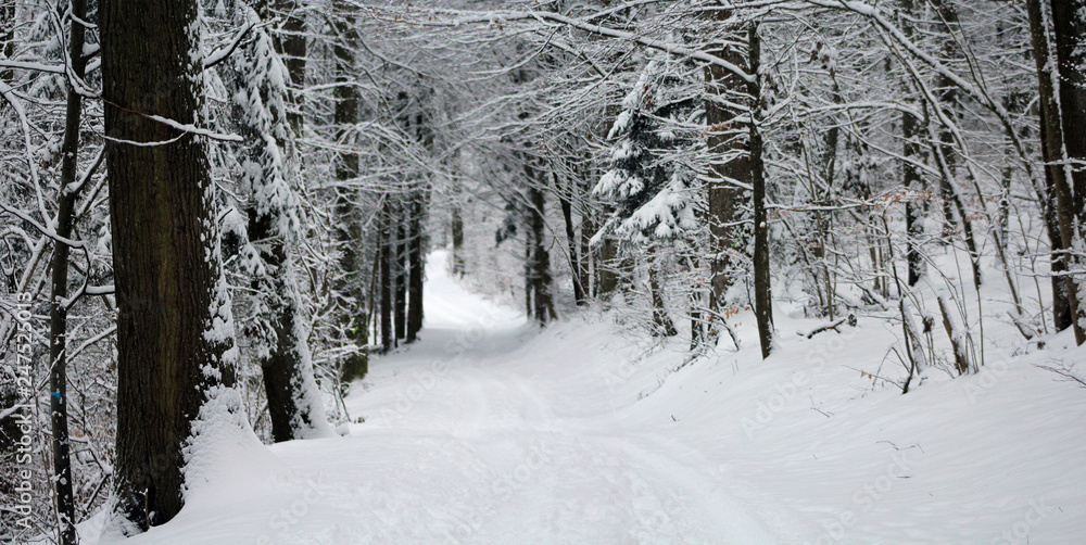 Obraz premium Forest Road