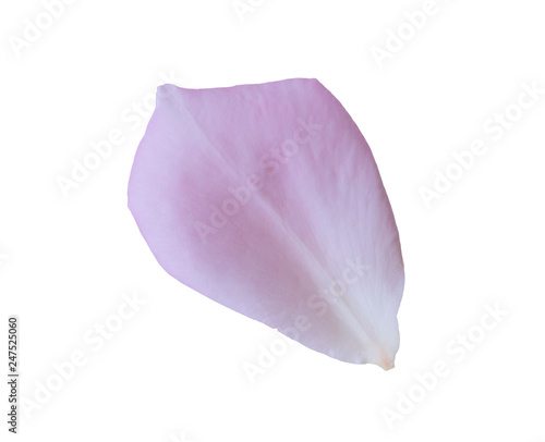 rose petals isolated on white background with clipping path