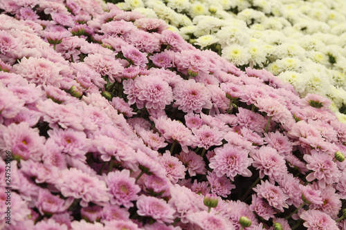 Fototapeta Naklejka Na Ścianę i Meble -  Beautiful dandelion background, pink and white flowers is blooming in the garden.