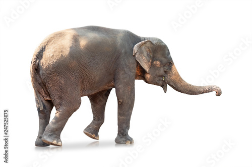 Elephant isolated on white background. Large mammals. ( Clipping path )