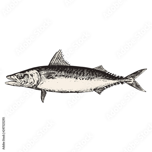 mackerel fish vector illustration
