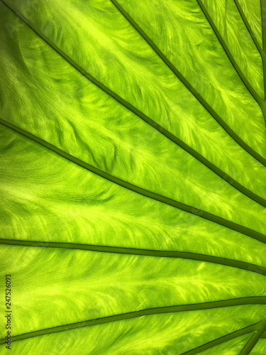 Green leaf closeup full frame abstract digital illustration