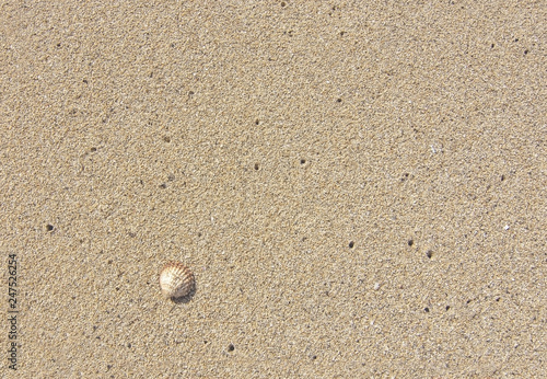 Single seashell on wet sand background texture