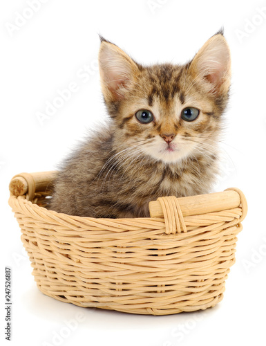 Kitty sitting in basket. © Galyna