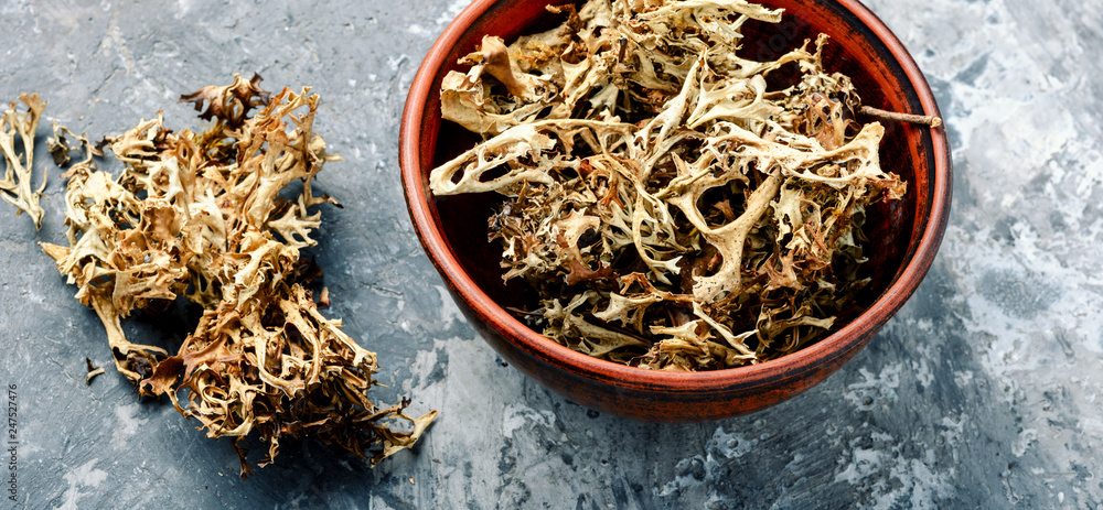 Fototapeta premium Dried Iceland moss