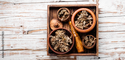 Dried Icelandic medicinal moss