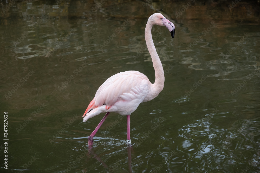 Flamant rose isolé