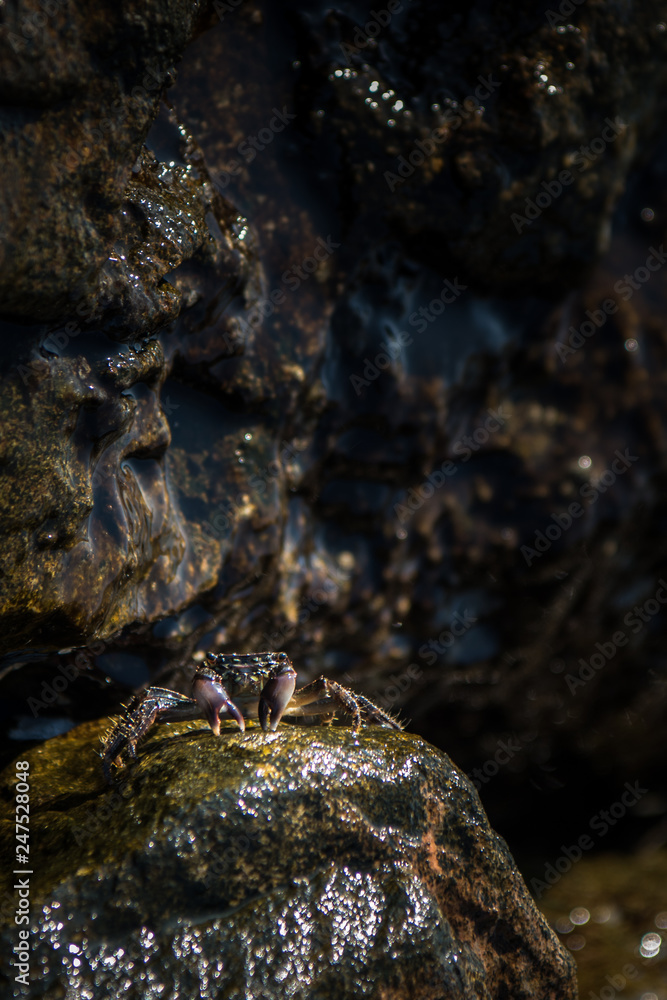 Little crab on rock