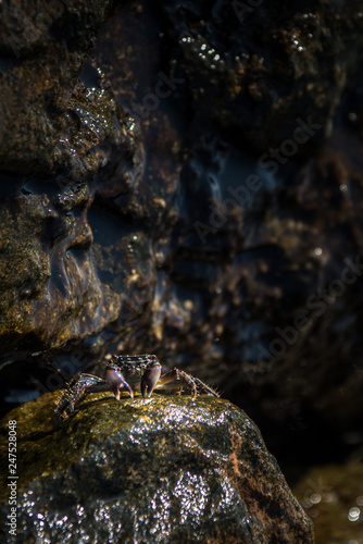 Little crab on rock