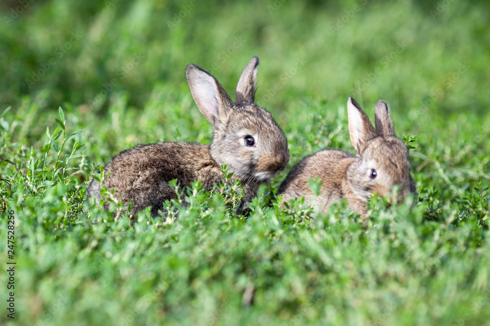 Fototapeta premium little gray rabbit on green grass background