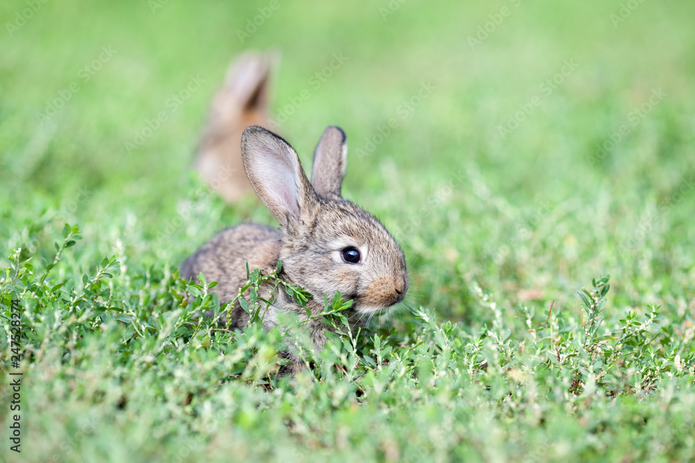 little gray rabbit on green grass background little gray rabbit on green grass background