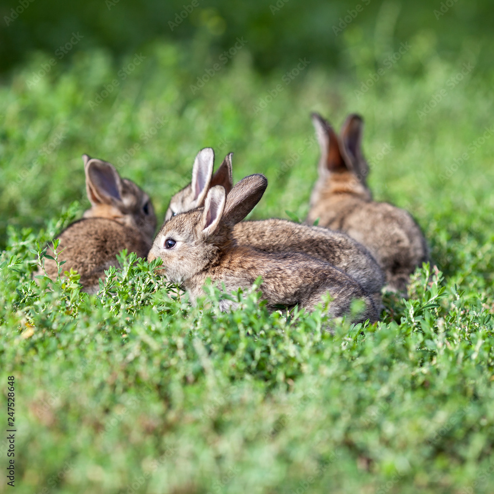 little gray rabbit on green grass background little gray rabbit on green grass background