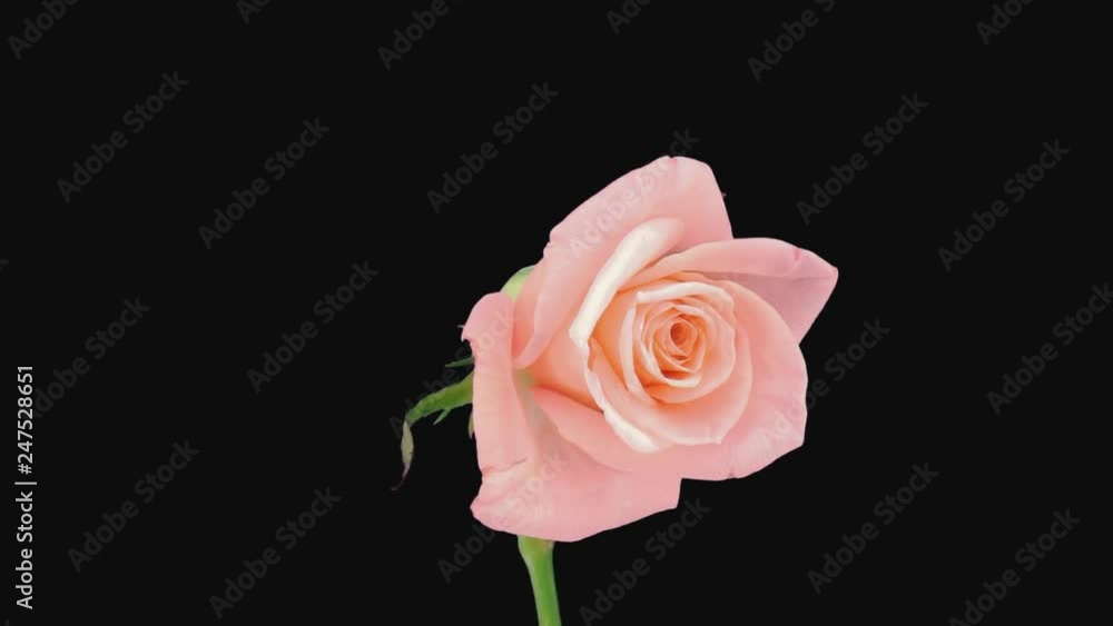Time-lapse of dying pink Girlfriend rose 4c1 in PNG+ format with ALPHA transparency channel isolated on black background Time-lapse of dying pink Girlfriend rose 4c1 in PNG+ format with ALPHA transparency channel isolated on black background