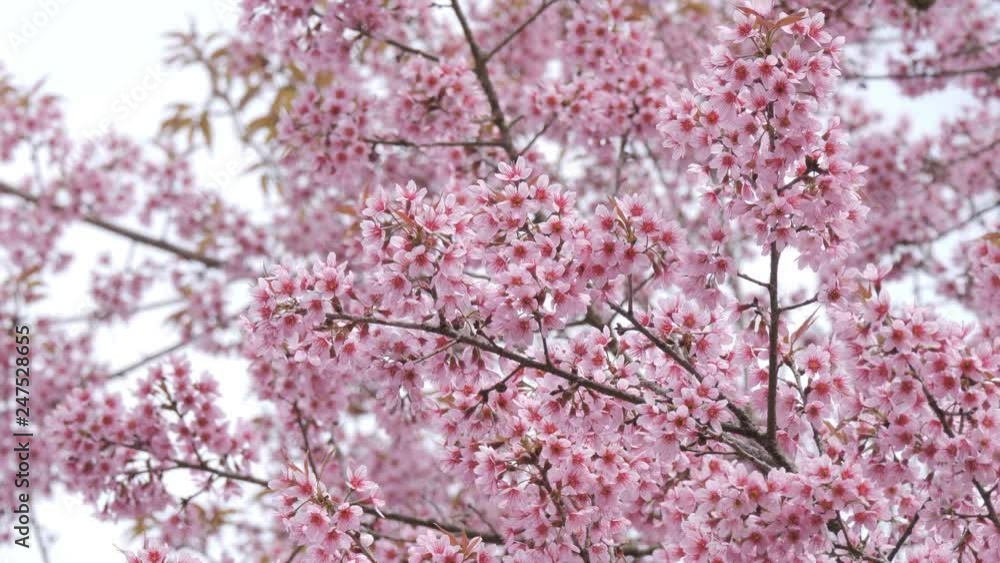 Spring season with beautiful pink flowers blossoming tree branch. Spring season with beautiful pink flowers blossoming tree branch.