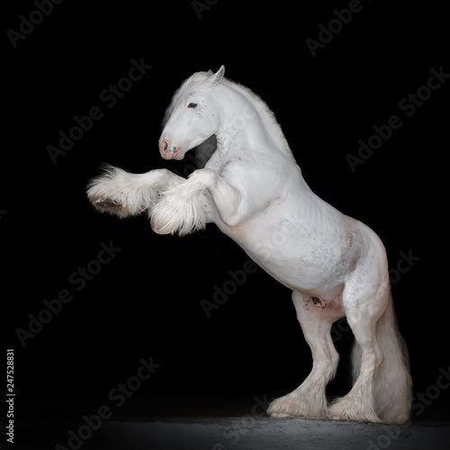 Beautiful white rearing gypsy horse on black background isolated, full body portrait.
