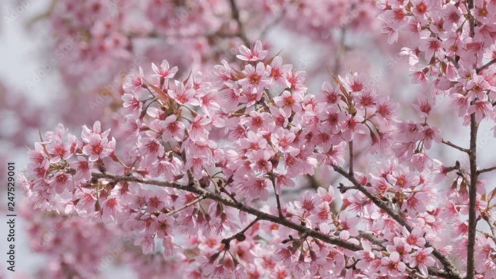 Sakura tree branch with pink flower petals in the park. Sakura tree branch with pink flower petals in the park.