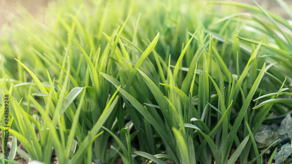 first of spring grass with blur selective focus first of spring grass with blur selective focus