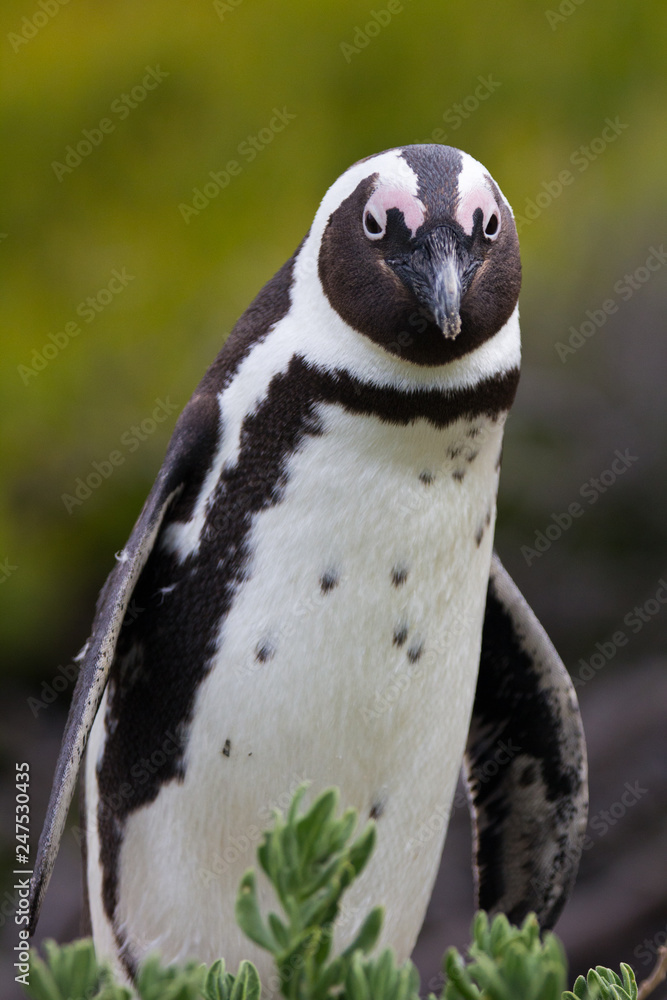 Obraz premium African penguin (Spheniscus demersus) on Boulders Beach near Cape Town South Africa