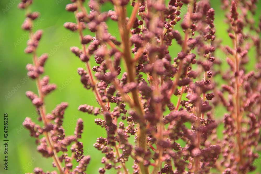 Obraz premium flowers in the garden