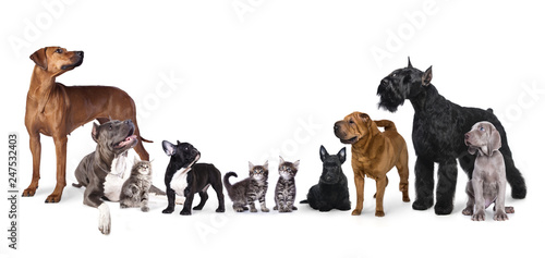 Group of dogs , Portrait of standing in profile Giant Schnauzer