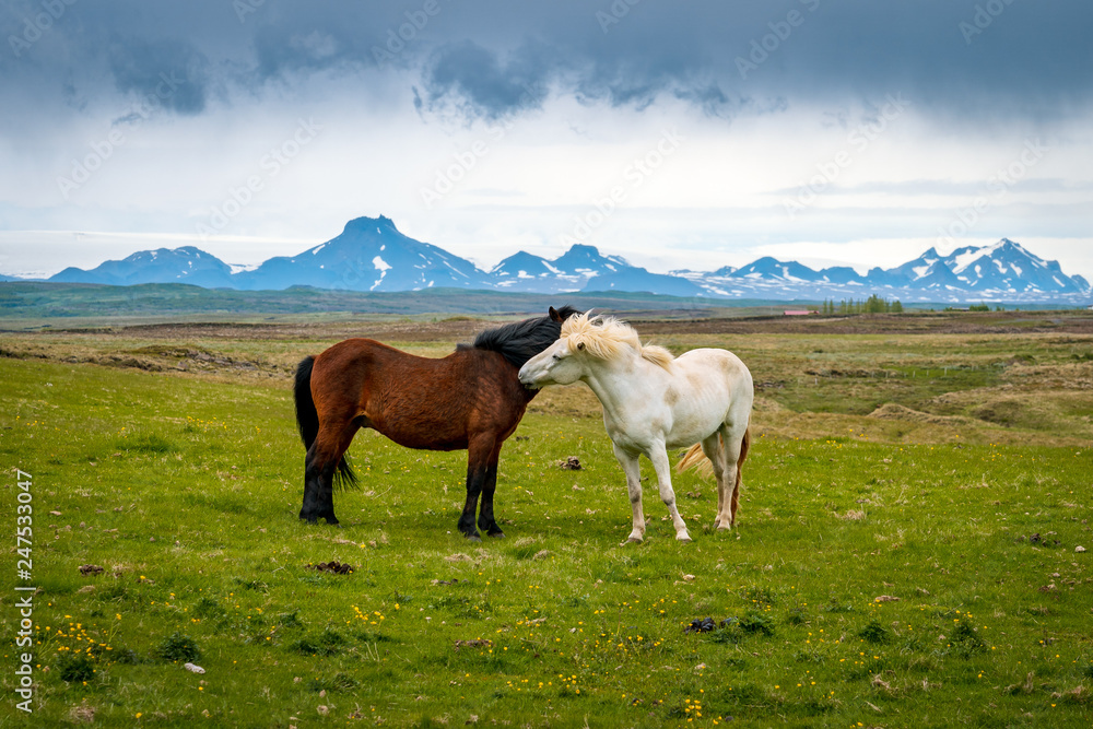 Loving Icelandic horses