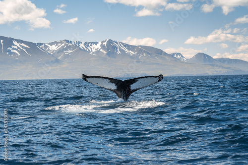 Fotografia Whale diving on the Iceland coast near Husavik