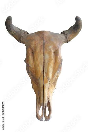 Skull of aging bull head with short horn isolated on white background 