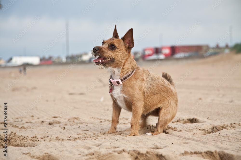 Dog enjoying the beach. Miniature Jack Russell.